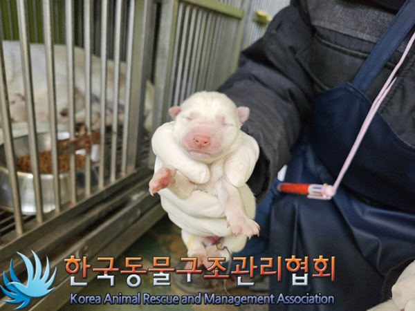 한국동물구조관리협회_441409202401924